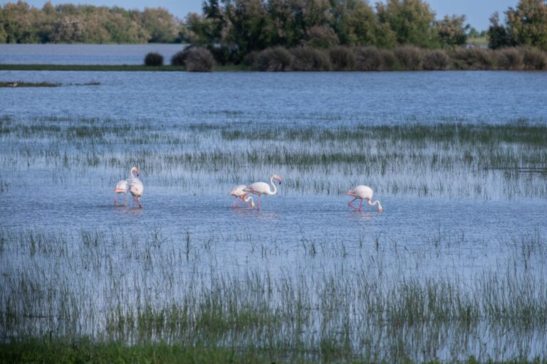 Camargue : les opposants à la ligne haute tension durcissent le ton