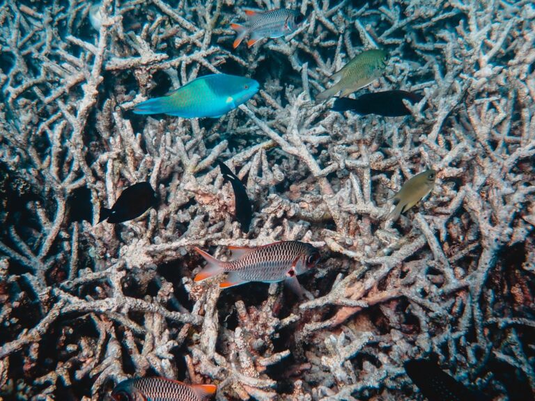 Océans en péril : le baromètre Starfish tire la sonnette d’alarme