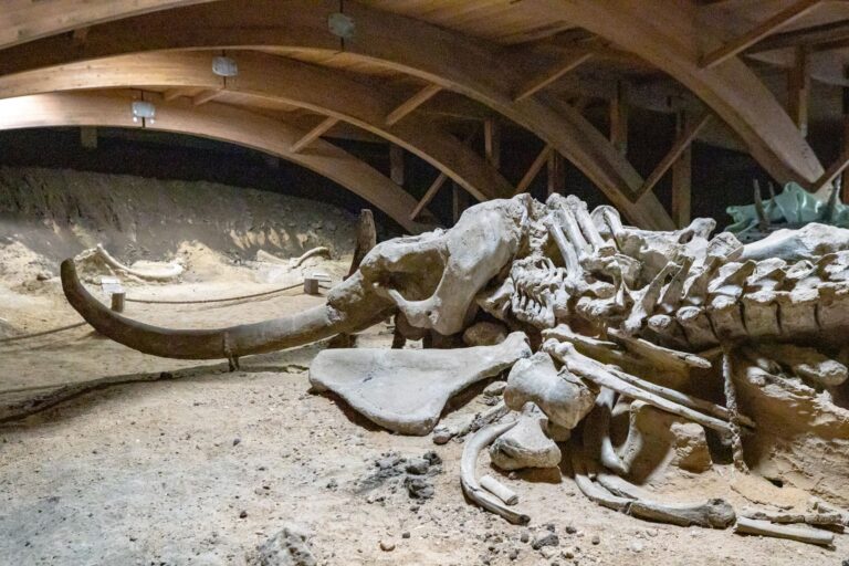 Os de mammouth découverts dans le Danube asséché en Bulgarie