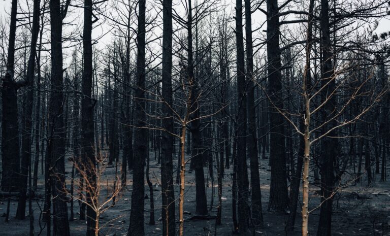 Forêt de Fontainebleau : le massif rouvre après l&rsquo;incendie de juillet